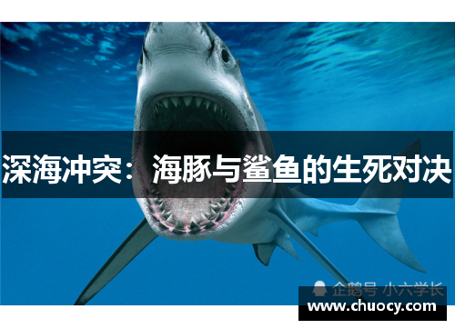 深海冲突：海豚与鲨鱼的生死对决